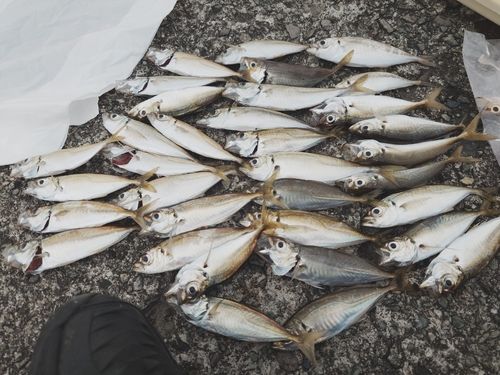 アジの釣果
