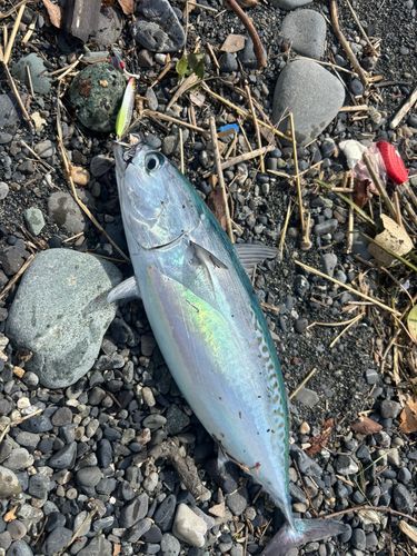 ソウダガツオの釣果
