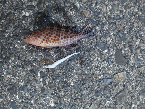 ハタの釣果