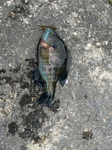 ブルーギルの釣果