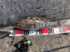 アブラコの釣果