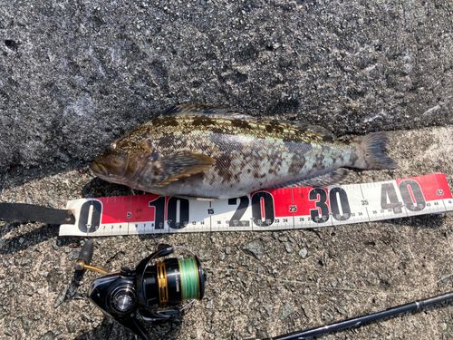 アブラコの釣果