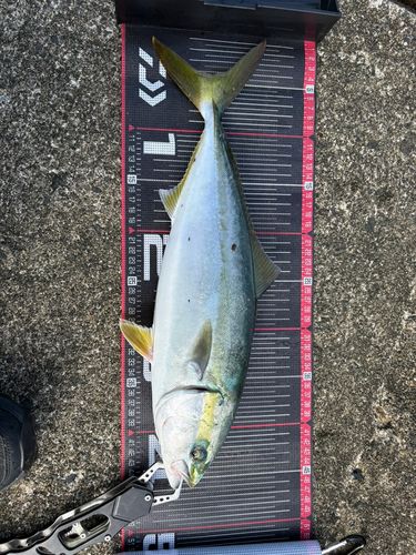 フクラギの釣果