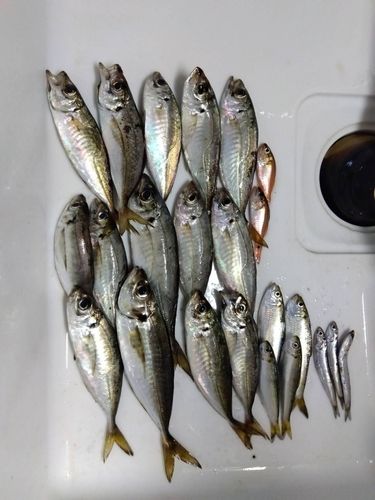アジの釣果