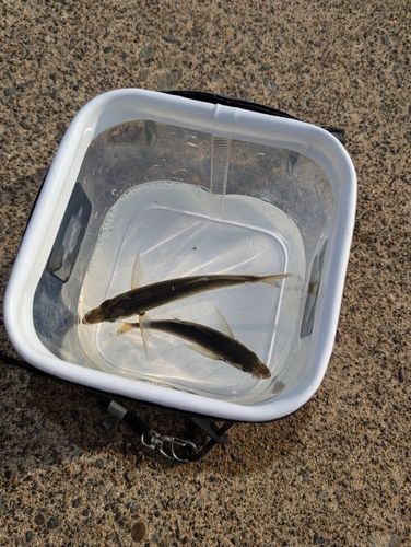 釣果
