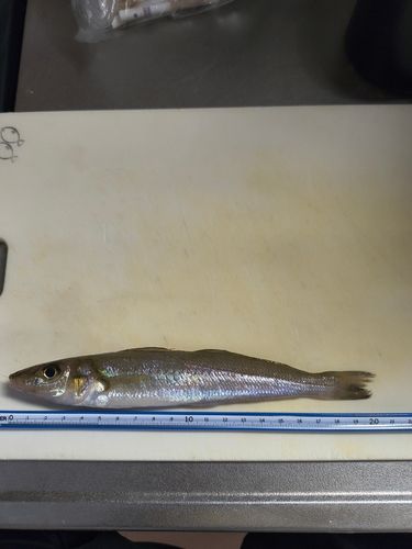 キスの釣果