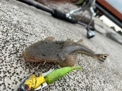 マゴチの釣果