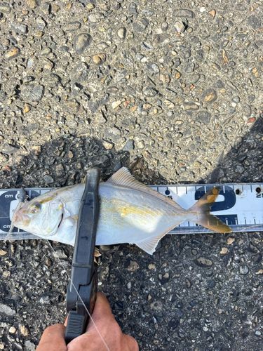 ショゴの釣果