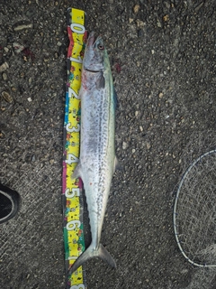 サワラの釣果