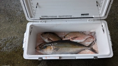 カンパチの釣果