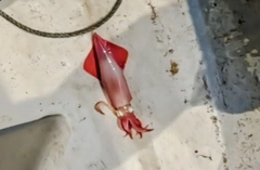 シロイカの釣果