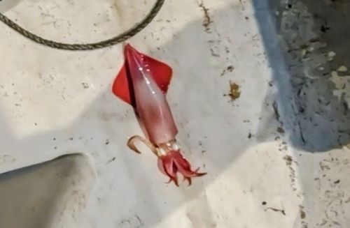 シロイカの釣果