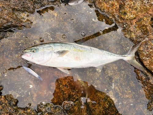 ヤズの釣果