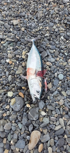 ソウダガツオの釣果