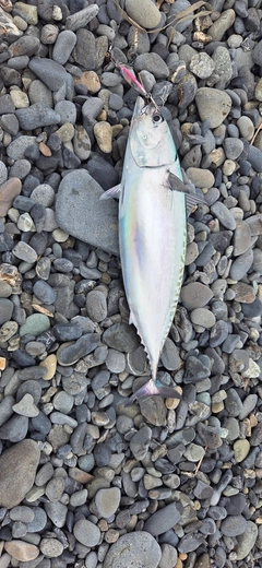 ソウダガツオの釣果