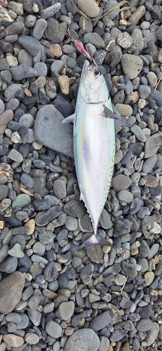 ソウダガツオの釣果