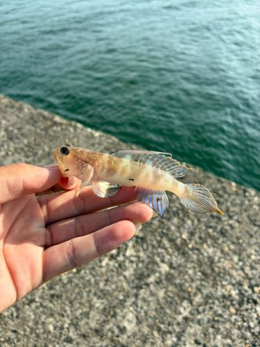 イトヒキハゼの釣果