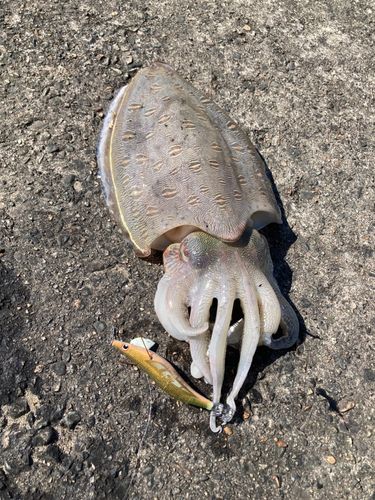 コウイカの釣果