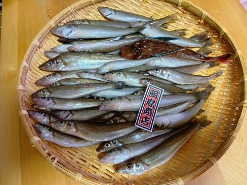 シロギスの釣果