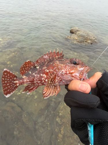 カサゴの釣果