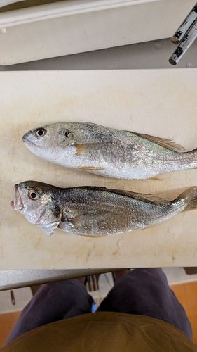 イシモチの釣果