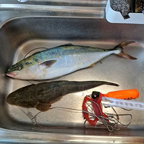 マゴチの釣果