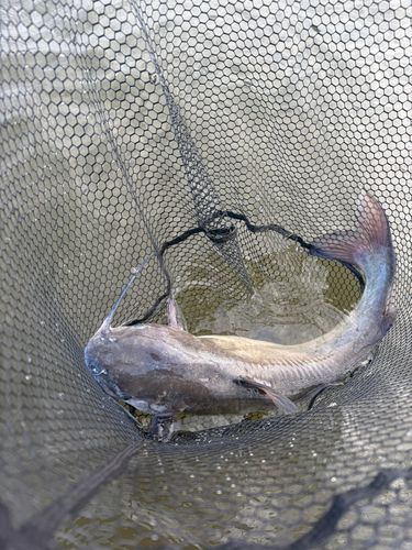 アメリカナマズの釣果