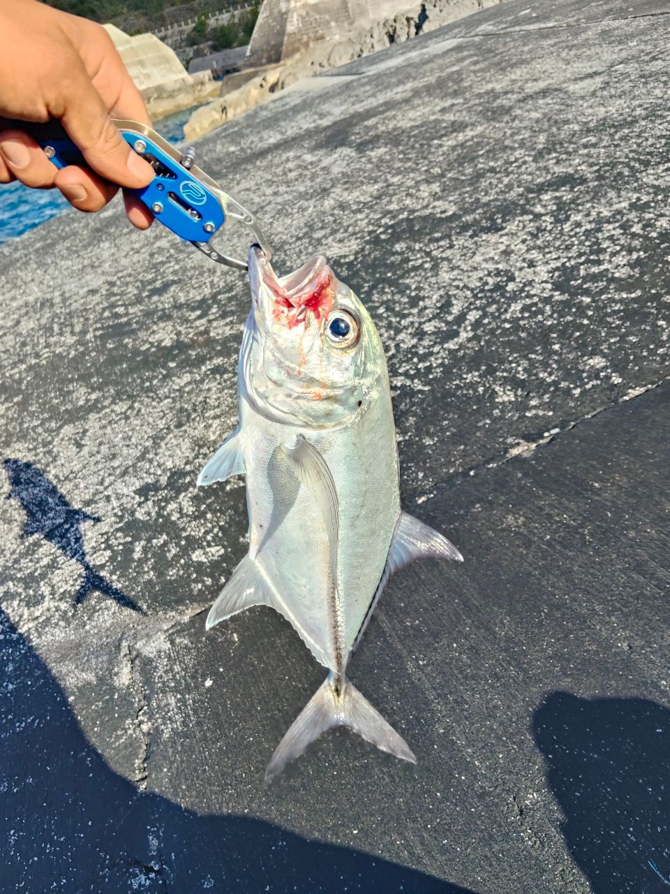 ギンガメアジの釣果写真