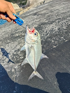 ギンガメアジの釣果