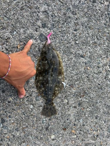 ヒラメの釣果