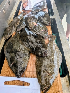 ヒラメの釣果