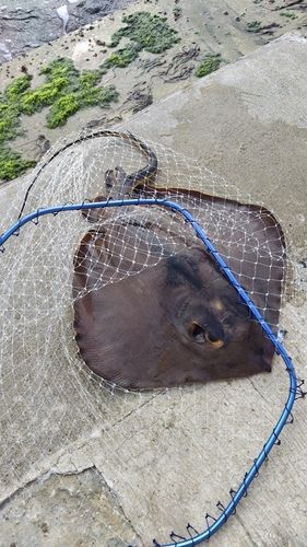 アカエイの釣果