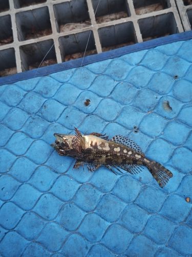 ハゼの釣果