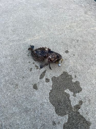 クロソイの釣果