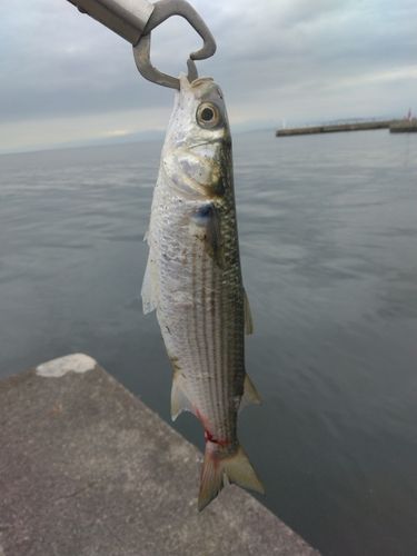 ボラの釣果