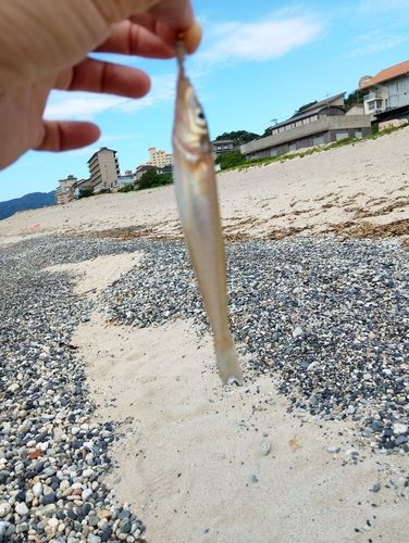 キスの釣果