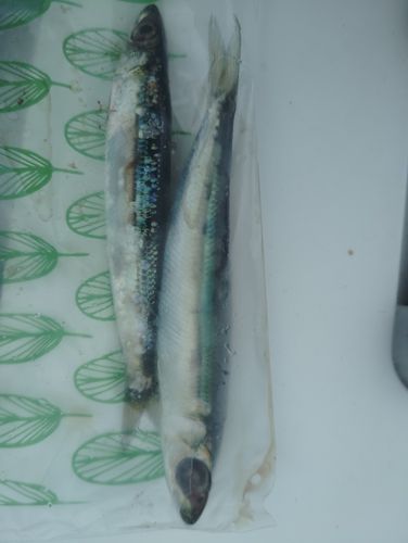 ウルメイワシの釣果