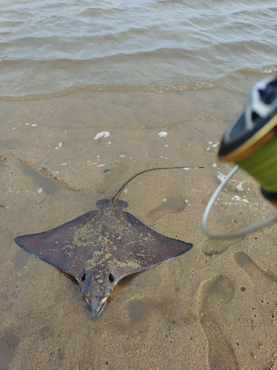 ナルトビエイの釣果写真