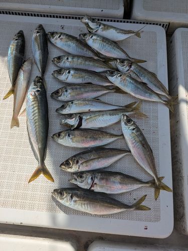 アジの釣果