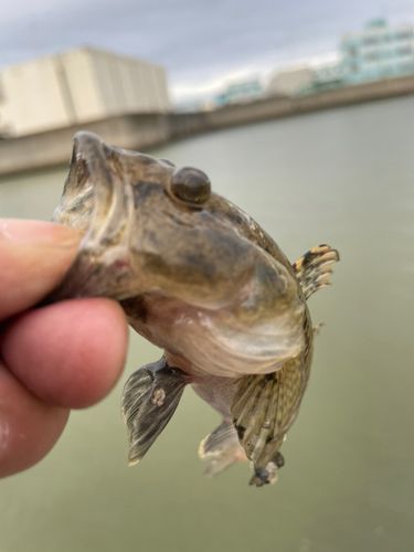 ハゼの釣果