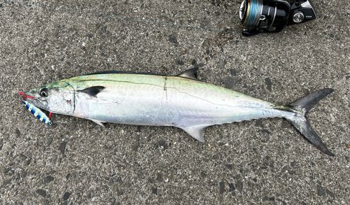 サゴシの釣果
