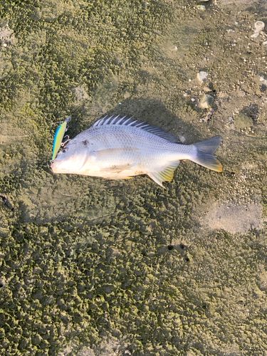 キビレの釣果