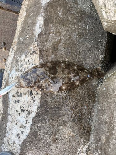 ヒラメの釣果
