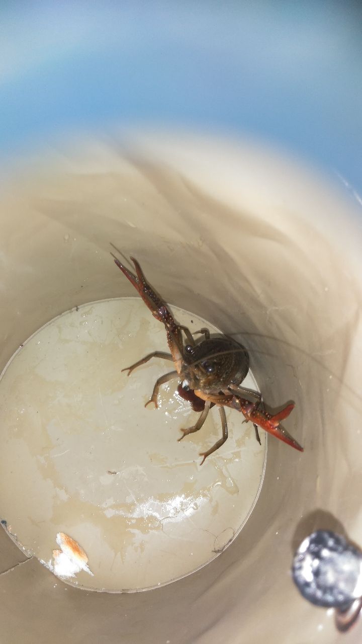 ザリガニの釣果・釣り情報まとめ【2026年最新】 - アングラーズ | 釣果