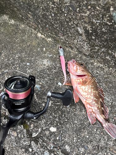 ガシラの釣果