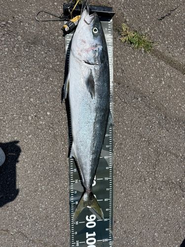 ブリの釣果
