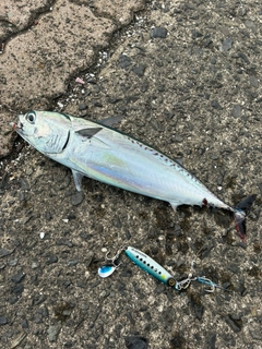 カツオの釣果
