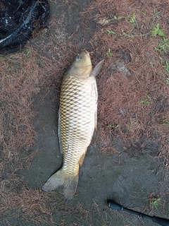コイの釣果