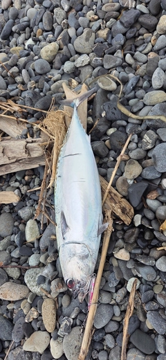 ソウダガツオの釣果