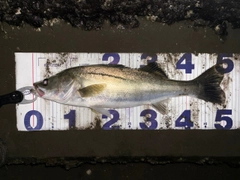 シーバスの釣果